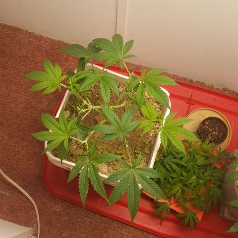 Unknown strain 2 growlog photo: Top+lst