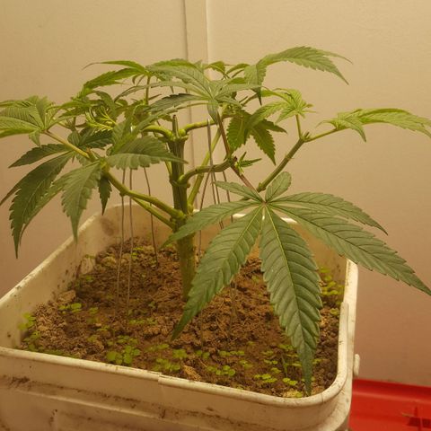 Unknown strain 2 growlog photo: Top+lst