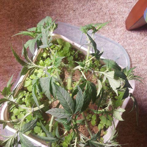Unknown strain 2 growlog photo: Topped+lst