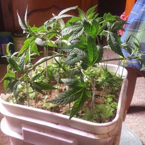 Unknown strain 2 growlog photo: Topped+lst