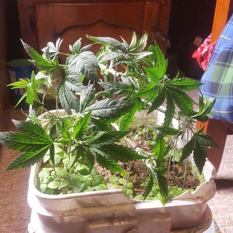 Unknown strain 2 growlog photo: Topped+lst
