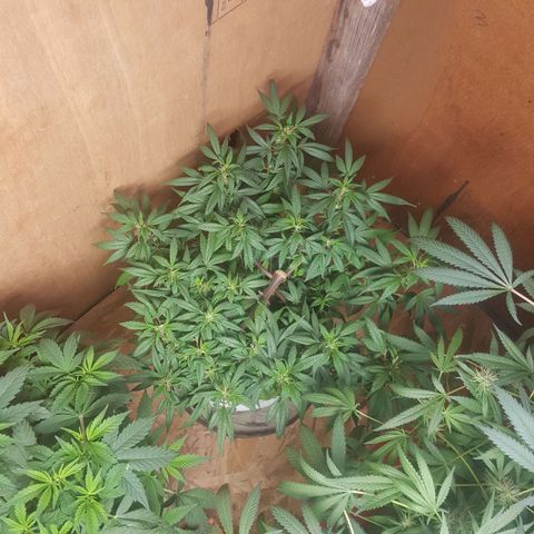 Pink panther clone growlog timeline photo