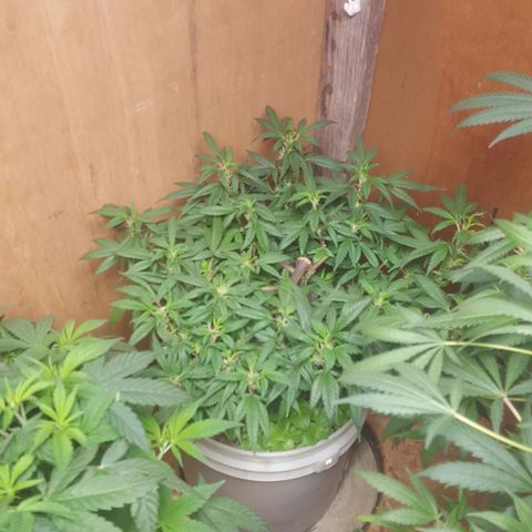 Pink panther clone growlog timeline photo
