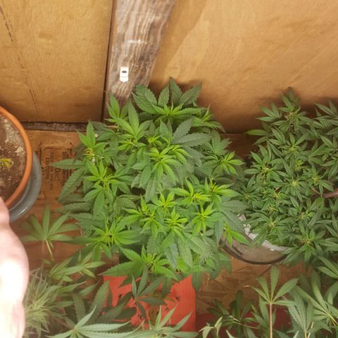 Unknown strain 2 growlog timeline photo