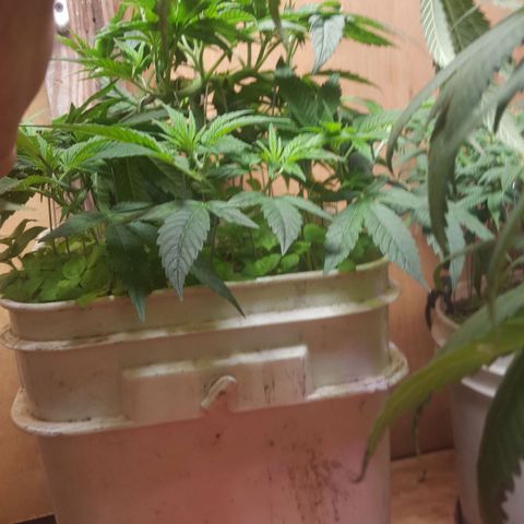 Unknown strain 2 growlog timeline photo
