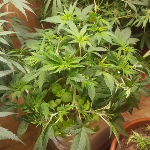Unknown strain 2 growlog photo: Trim
