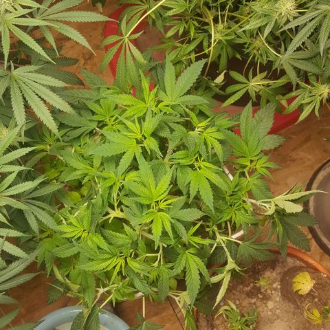Unknown strain 2 growlog photo: Trim