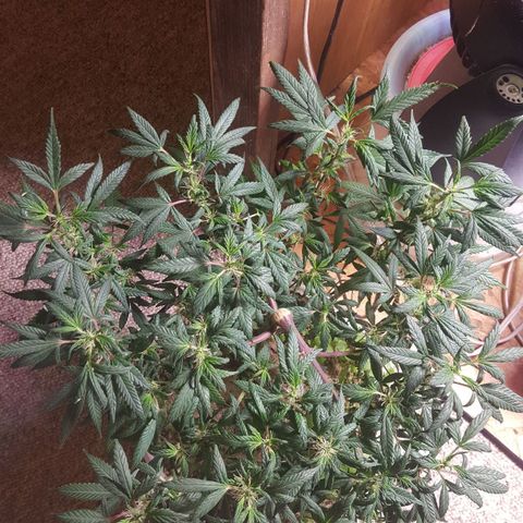 Pink panther clone growlog photo: Trim