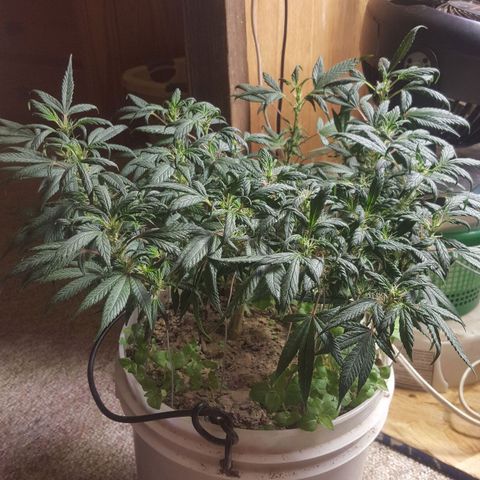 Pink panther clone growlog photo: Trim