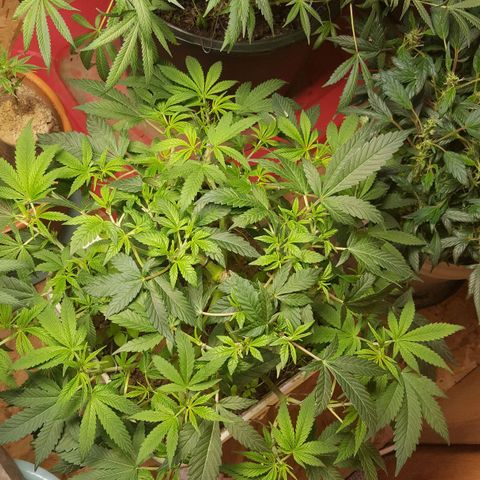 Unknown strain 2 growlog photo: Trim
