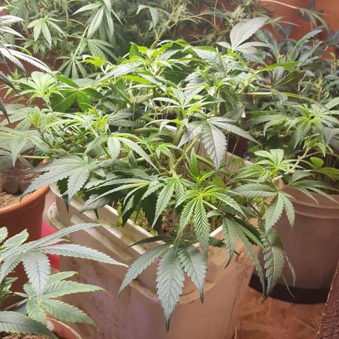 Unknown strain 2 growlog photo: Trim