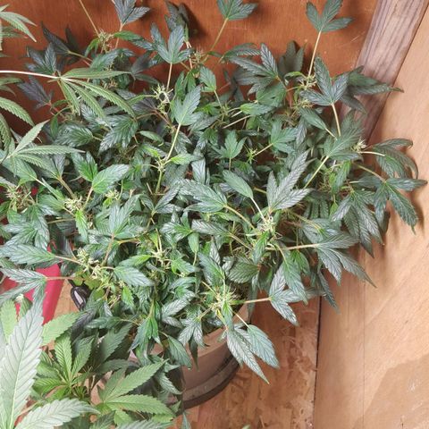 Pink panther clone growlog timeline photo