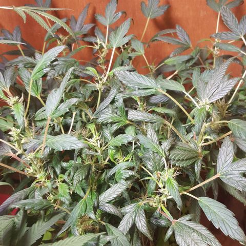Pink panther clone growlog timeline photo