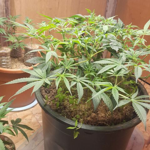 Unknown strain 2 growlog photo: Transplant+trim+topped