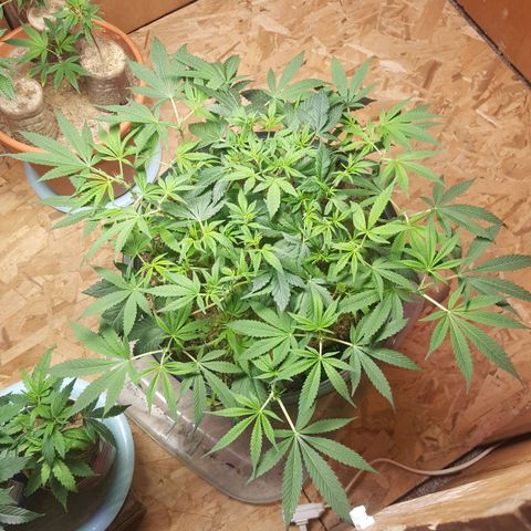 Unknown strain 2 growlog photo: Transplant+trim+topped