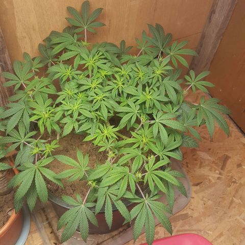 Unknown strain 2 growlog photo: Update 
