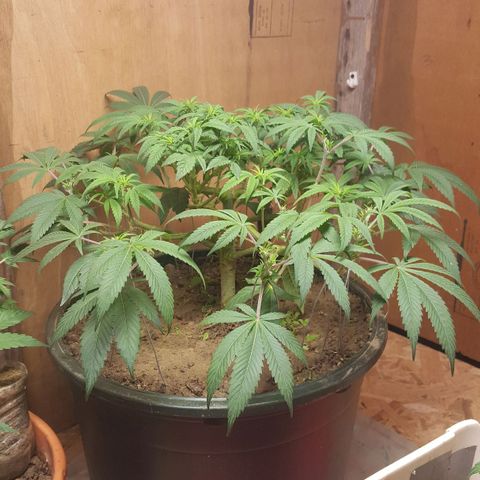 Unknown strain 2 growlog photo: Update 