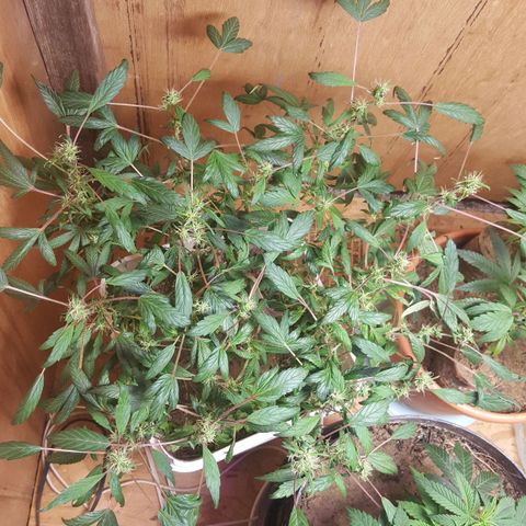 Pink panther clone growlog photo: Trim
