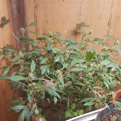 Pink panther clone growlog photo: Trim