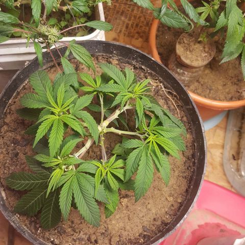 Unknown strain clone#1 growlog timeline photo