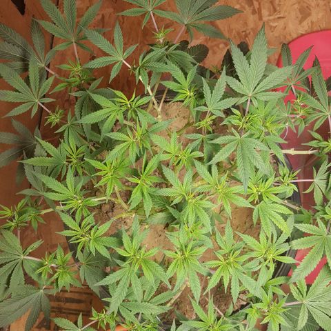 Unknown strain 2 growlog photo: Topped+trim+lst