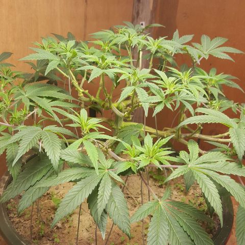 Unknown strain 2 growlog photo: Topped+trim+lst