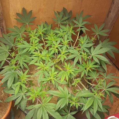 Unknown strain 2 growlog photo: Topped+trim+lst