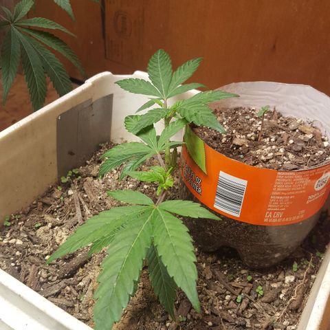 Unknown strain clone#2 growlog photo: Topped