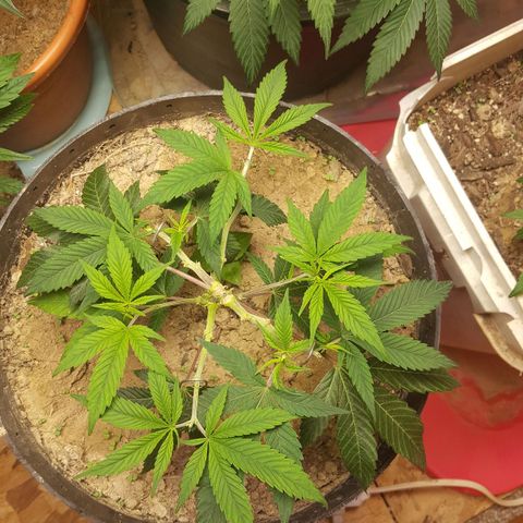 Unknown strain clone#1 growlog photo: Topped+lst