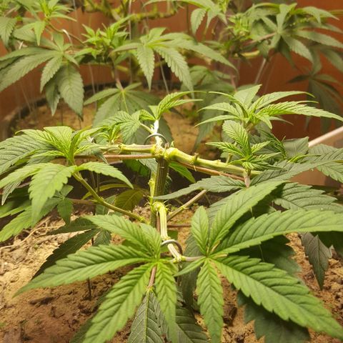Unknown strain clone#1 growlog photo: Topped+lst