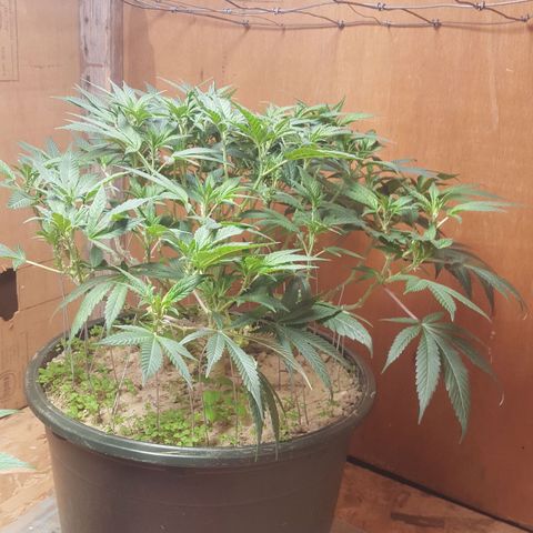 Unknown strain 2 growlog timeline photo