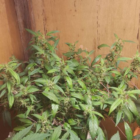 Pink panther clone growlog timeline photo