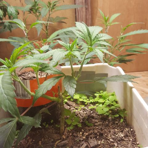 Unknown strain clone#2 growlog timeline photo