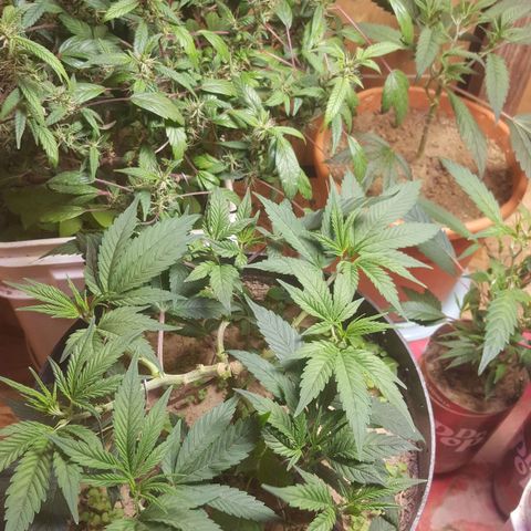 Unknown strain clone#1 growlog timeline photo