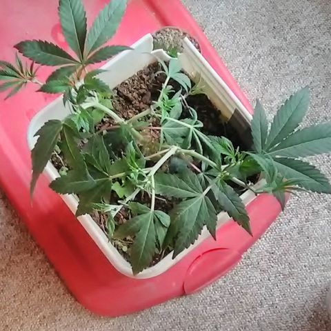 Unknown strain clone#2 growlog timeline photo