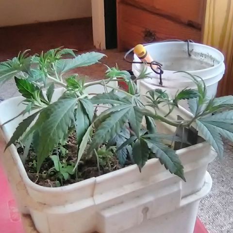 Unknown strain clone#2 growlog timeline photo