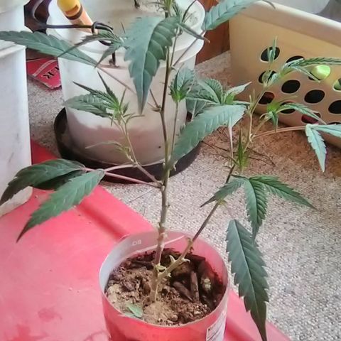 Pink panther clones growlog photo: Clone#1