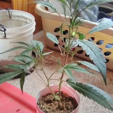 Pink panther clones growlog photo: Clone#1