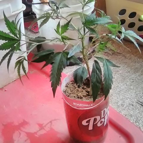 Pink panther clones growlog photo: Clone#2