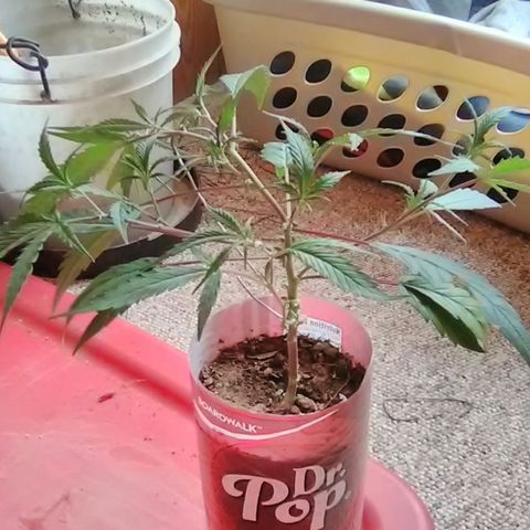 Pink panther clones growlog photo: Clone#3