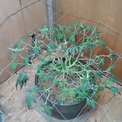 Unknown strain 2 growlog timeline photo