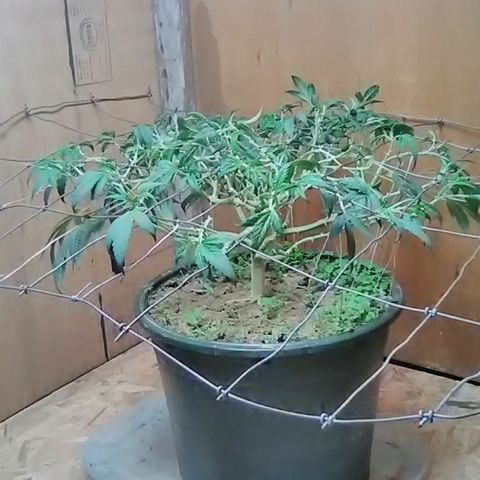 Unknown strain 2 growlog timeline photo