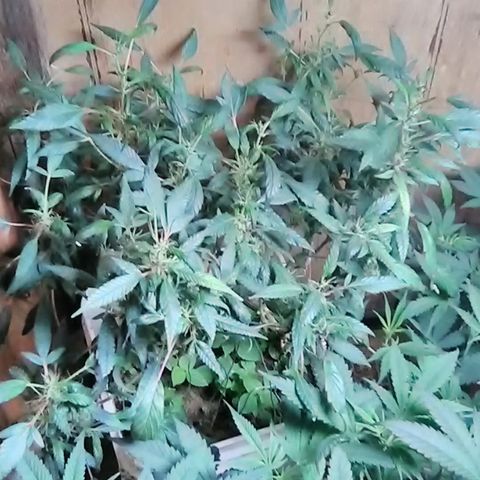 Pink panther clone growlog timeline photo