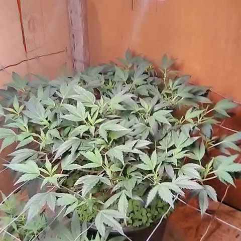 Unknown strain 2 growlog timeline photo