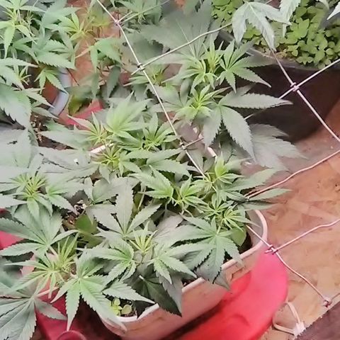 Unknown strain clone#2 growlog timeline photo