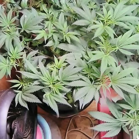 Unknown strain clone#1 growlog timeline photo