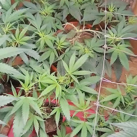 Pink panther clones growlog timeline photo