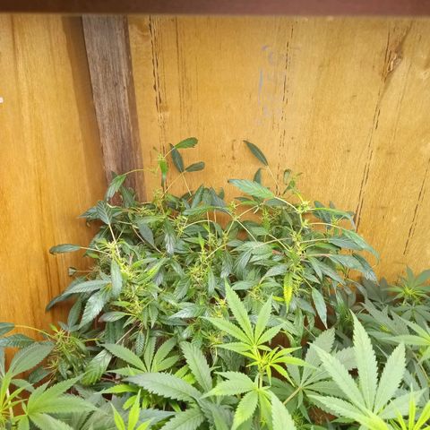 Pink panther clone growlog timeline photo