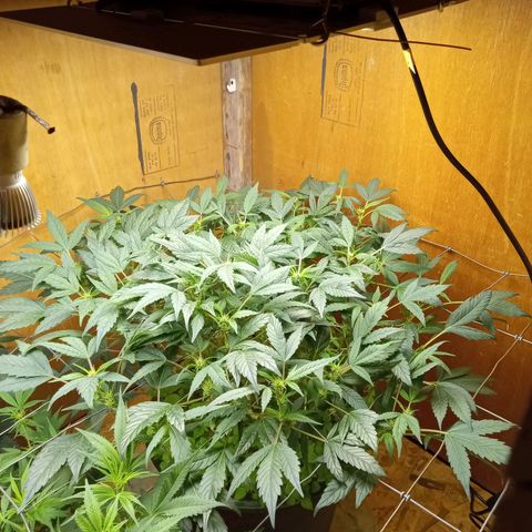 Unknown strain 2 growlog timeline photo
