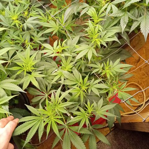 Unknown strain clone#2 growlog timeline photo